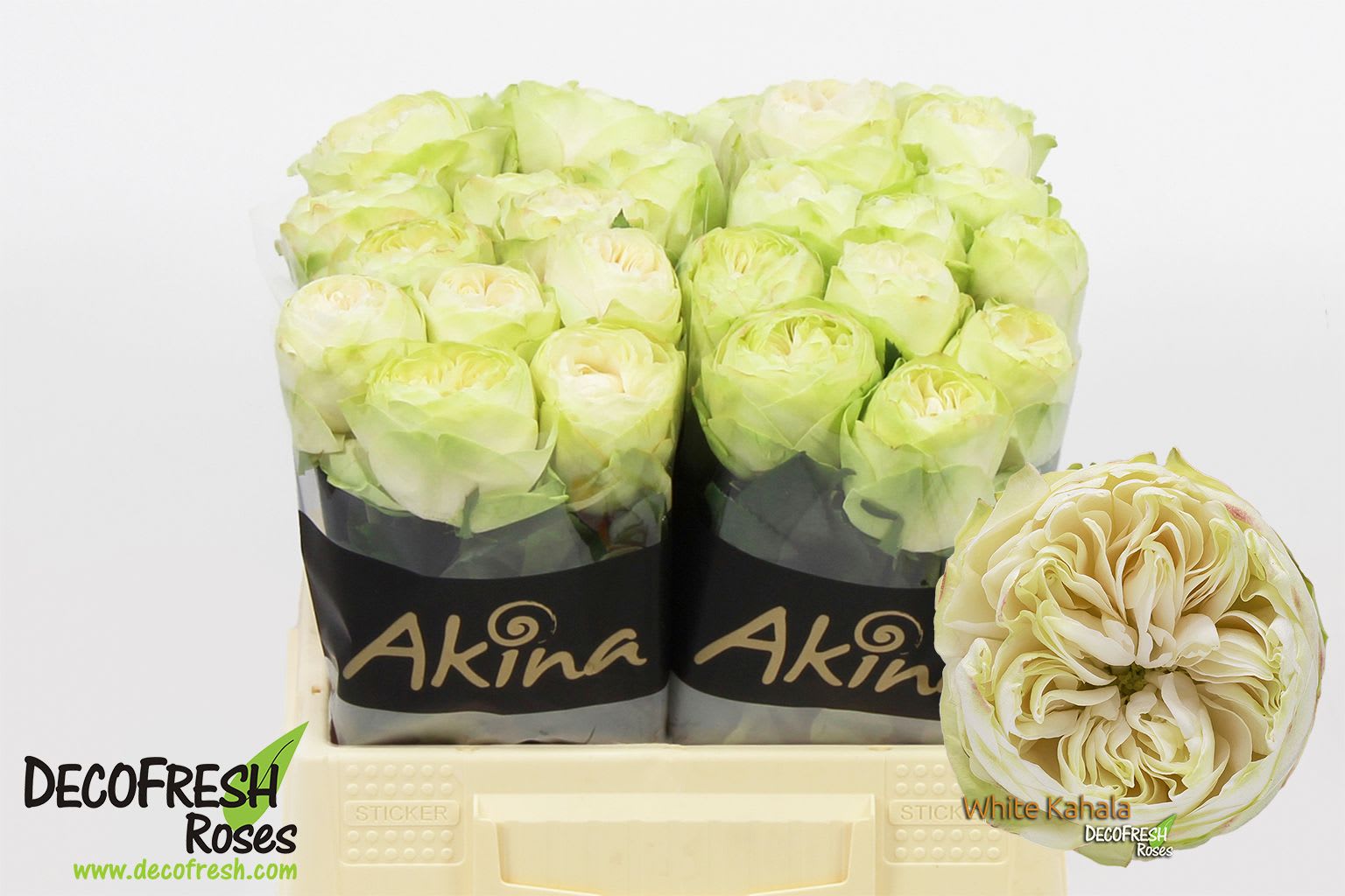 Срезанные цветы оптом Rosa large white kahala от 40шт из Голландии с доставкой по России