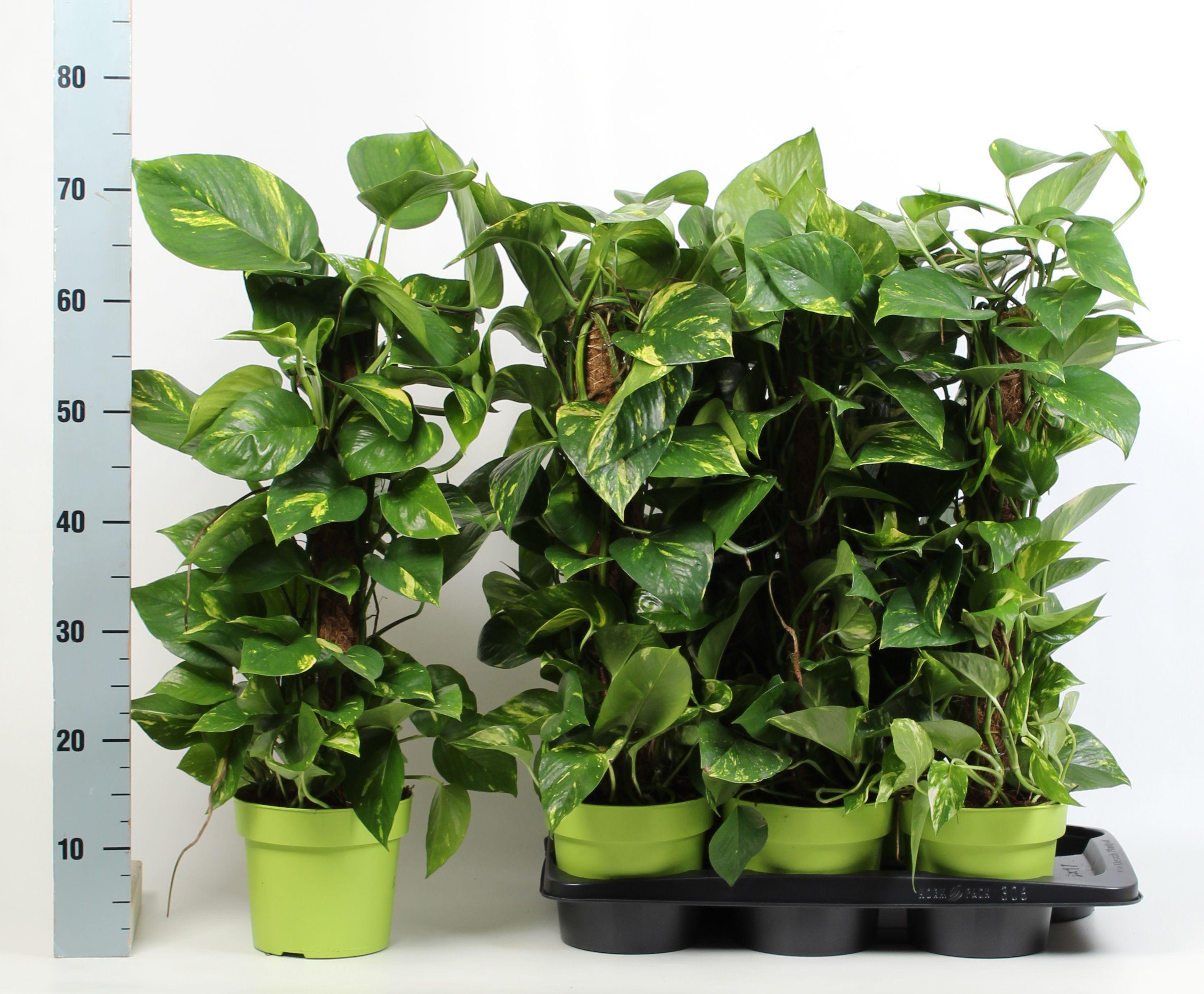 Горшечные цветы и растения оптом Epipr Mosstok от 6шт из Голландии с доставкой по России