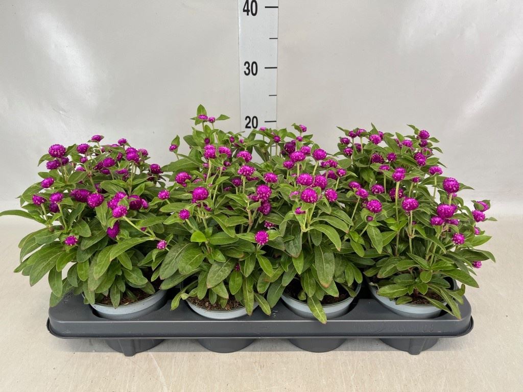 Горшечные цветы и растения оптом Gomphrena Glob. от 8шт из Голландии с доставкой по России