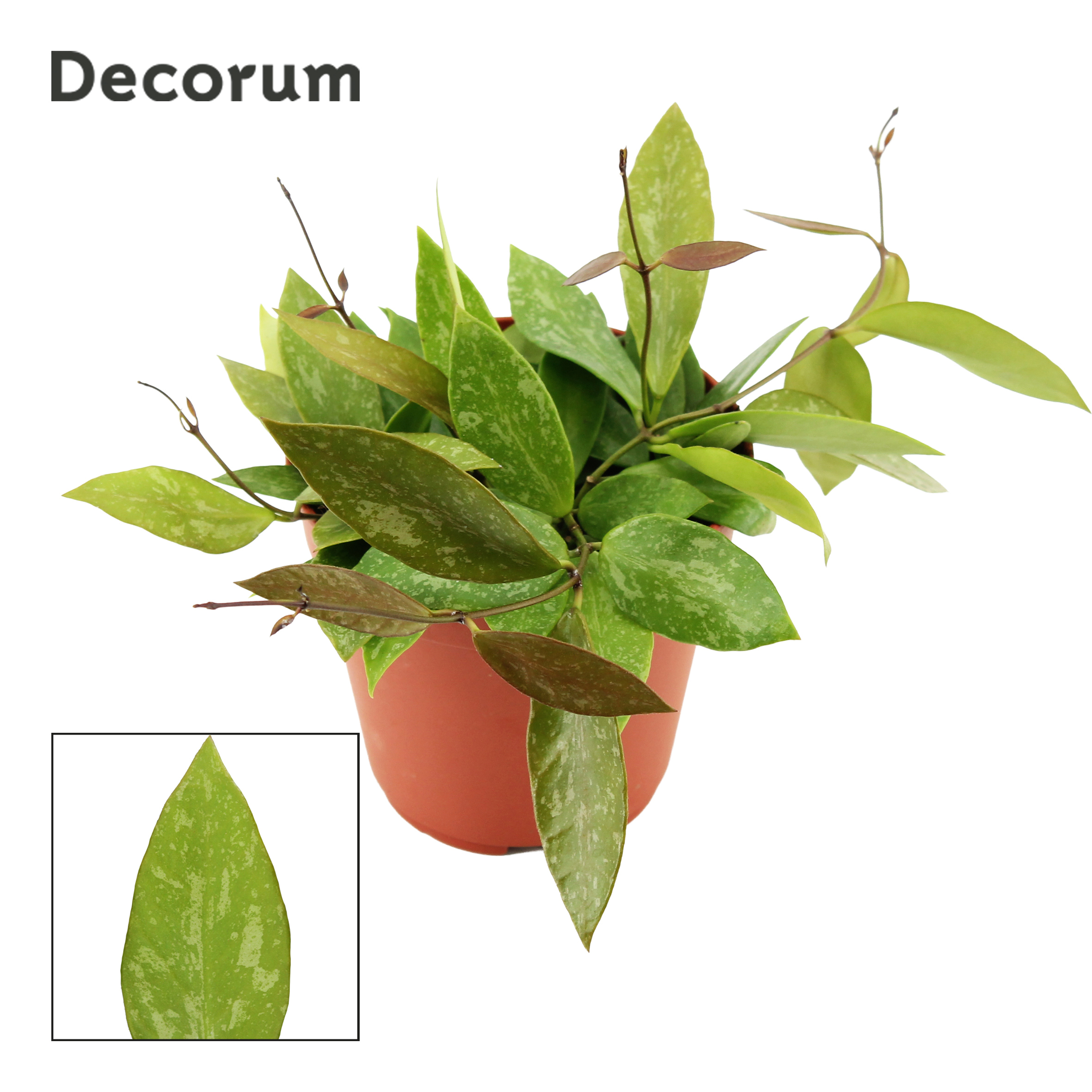 Горшечные цветы и растения оптом Hoya Gracilis (decorum) от 10шт из Голландии с доставкой по России