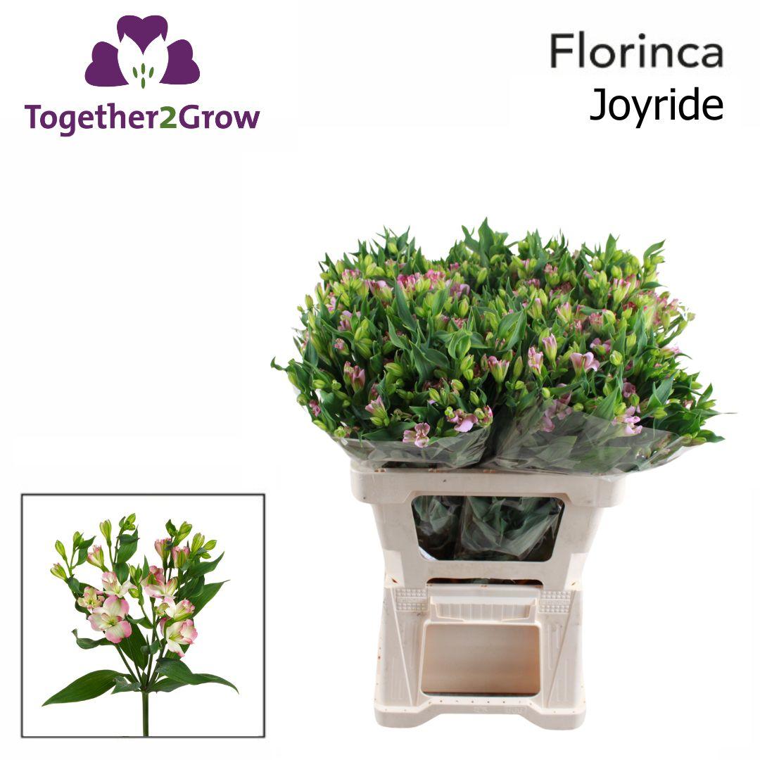 Срезанные цветы оптом Alstroemeria fl joy ride от 60шт из Голландии с доставкой по России