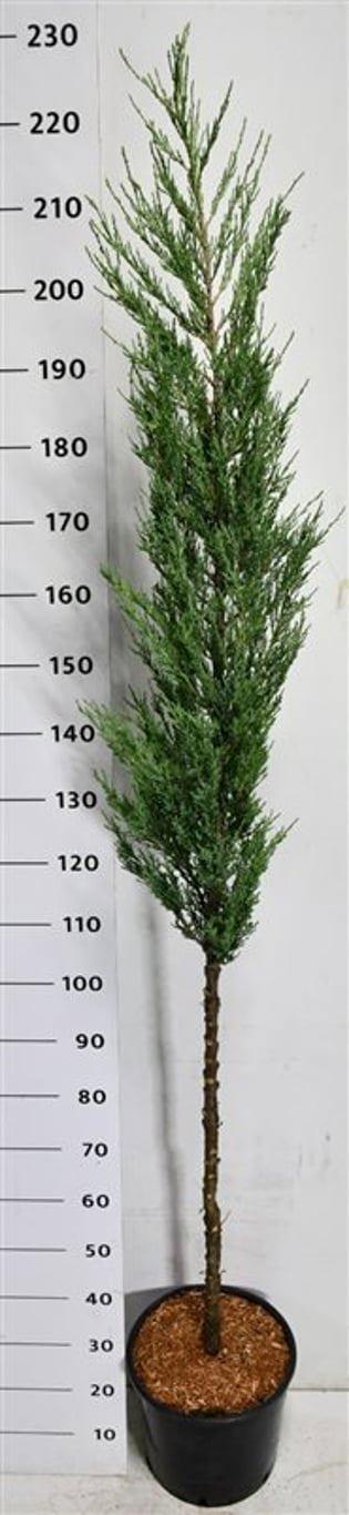 Горшечные цветы и растения оптом Juniperus S. blue Arrow от 1шт из Голландии с доставкой по России