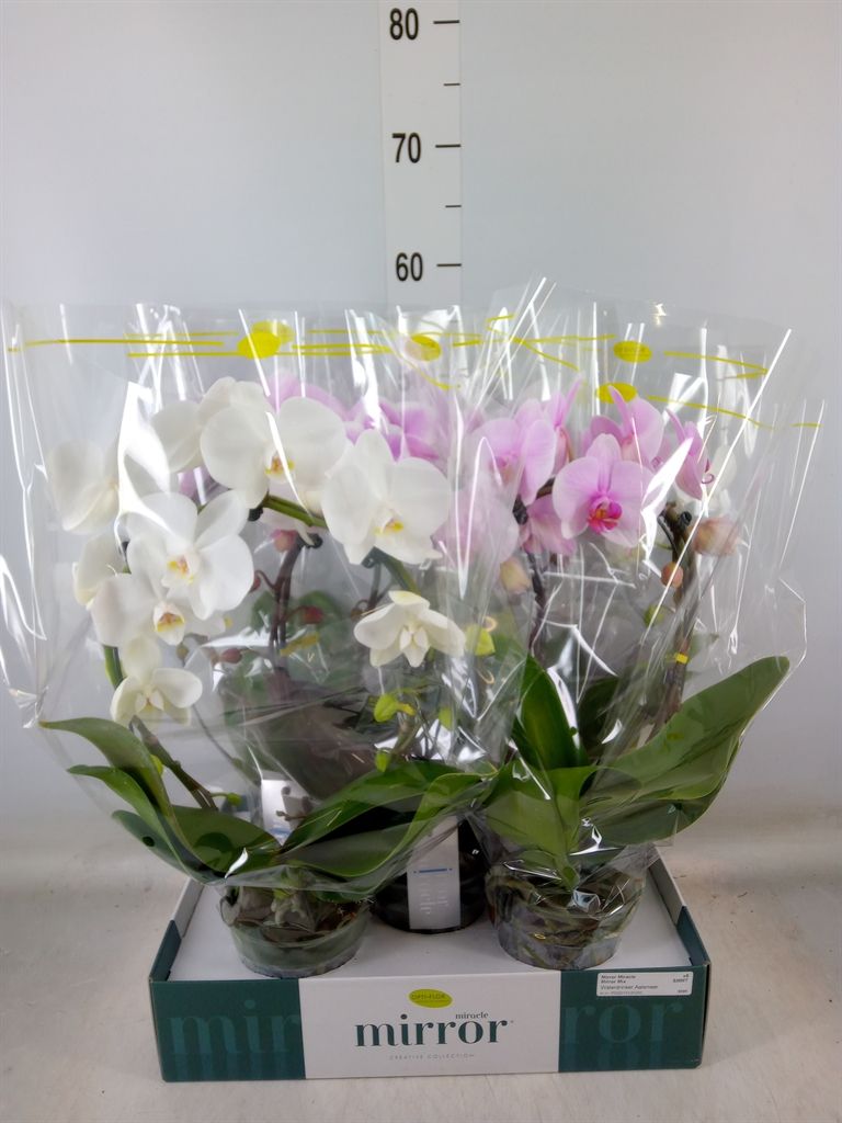 Горшечные цветы и растения оптом Phalaenopsis   ...mix  3 от 5шт из Голландии с доставкой по России
