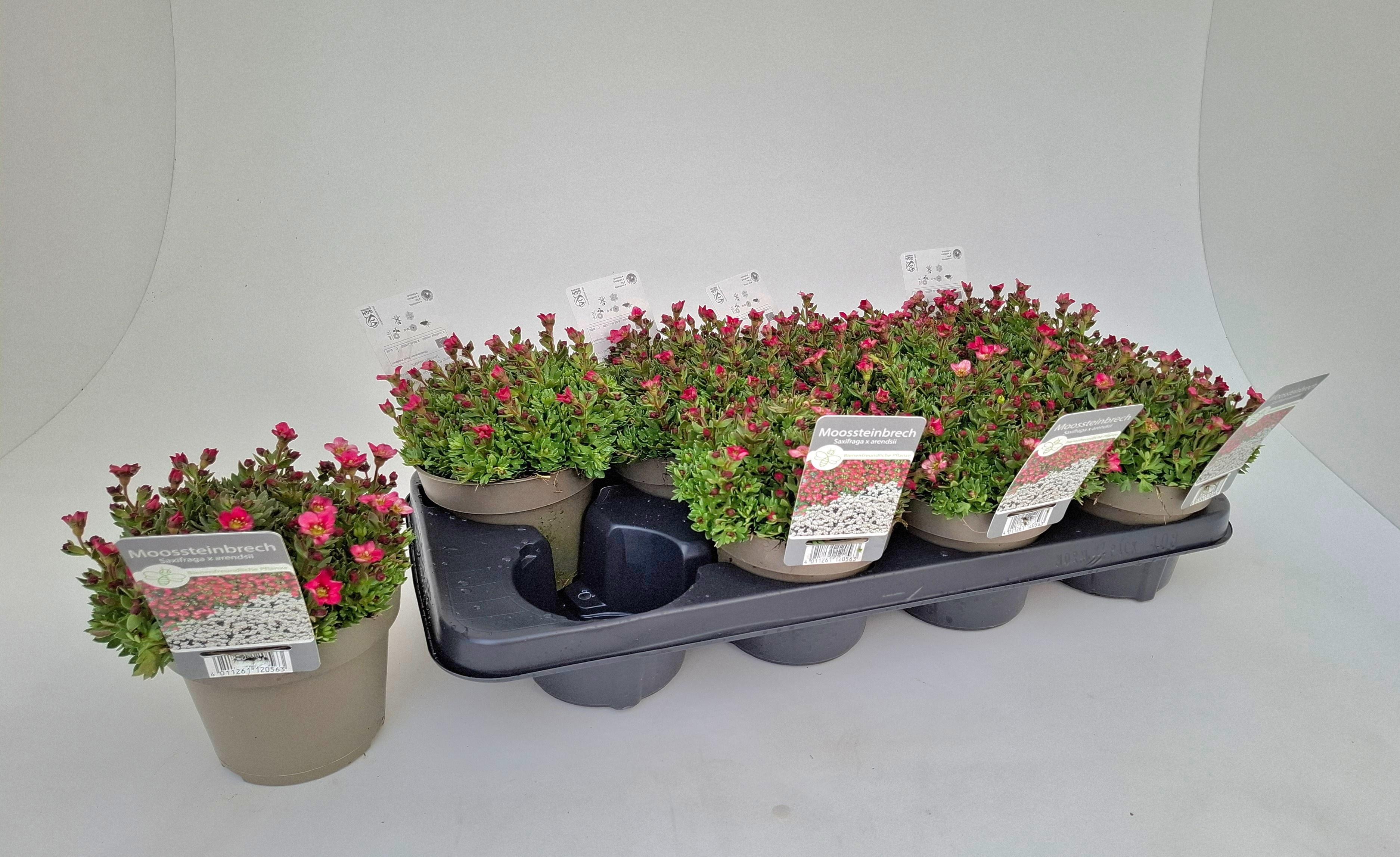 Горшечные цветы и растения оптом Saxif Arendsii от 8шт из Голландии с доставкой по России