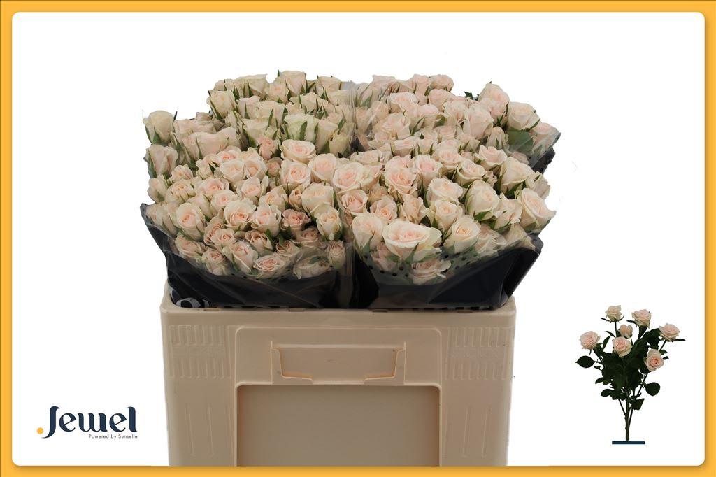 Срезанные цветы оптом Rosa spray royal porcelina от 40шт из Голландии с доставкой по России