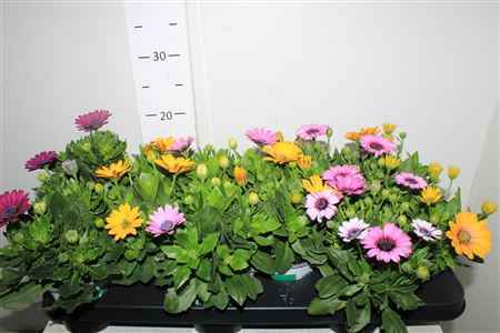 Горшечные цветы и растения оптом Osteo Senoritas Mix In Tray от 12шт из Голландии с доставкой по России