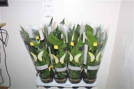 Горшечные цветы и растения оптом Spath Pico Cupido 5+ от 8шт из Голландии с доставкой по России