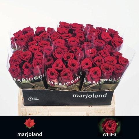 Срезанные цветы оптом Rosa large red naomi! от 60шт из Голландии с доставкой по России