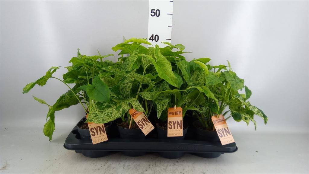 Горшечные цветы и растения оптом Syngonium Podop. mottled от 8шт из Голландии с доставкой по России