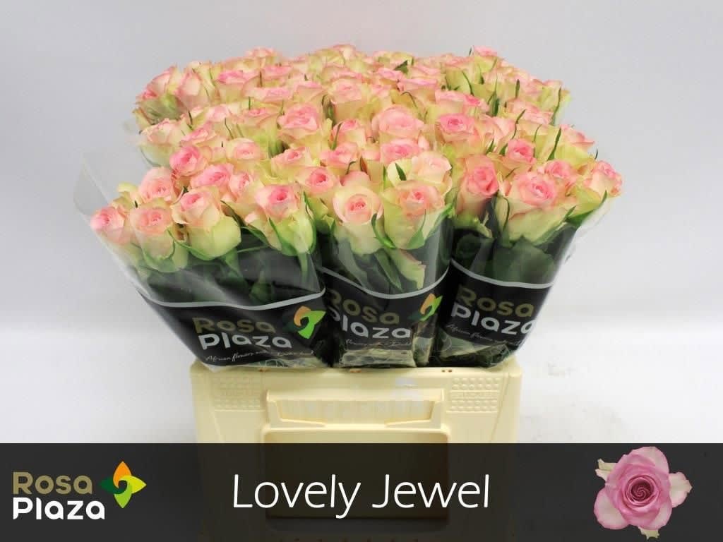 Срезанные цветы оптом Rosa large lovely jewel от 80шт из Голландии с доставкой по России