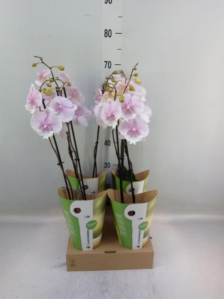 Горшечные цветы и растения оптом Phalaenopsis   ...rose от 4шт из Голландии с доставкой по России