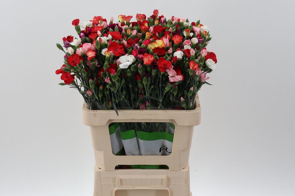 Срезанные цветы оптом Dianthus sp solomio rainbow от 100шт из Голландии с доставкой по России