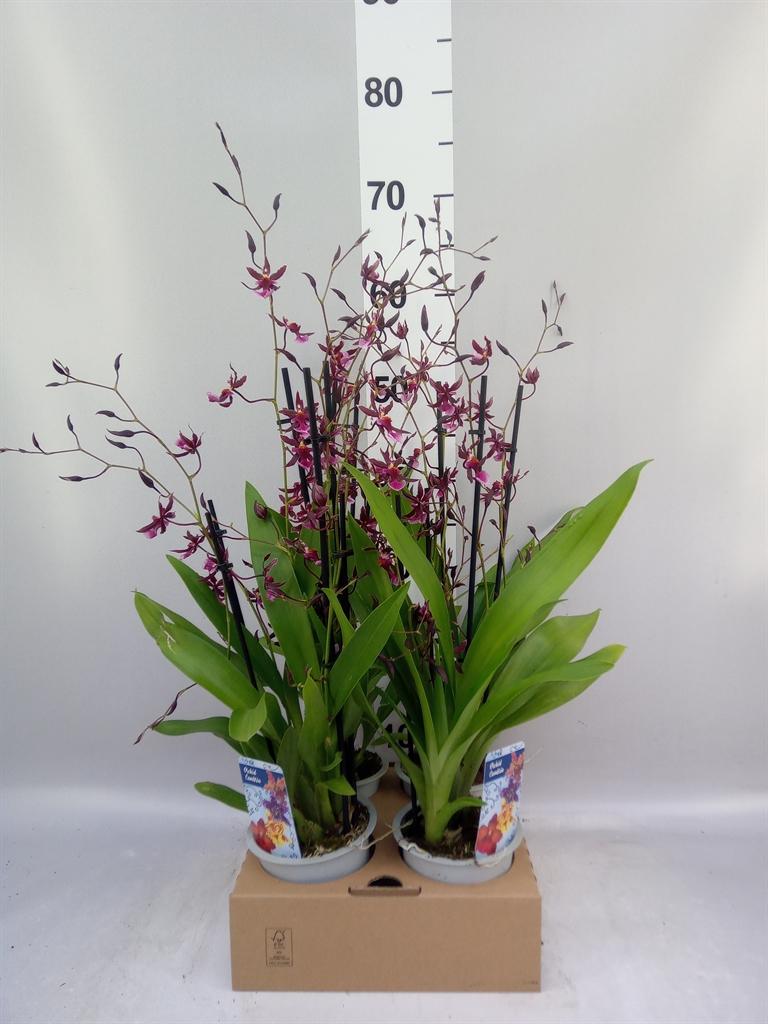 Горшечные цветы и растения оптом Orchideeen ... от 4шт из Голландии с доставкой по России