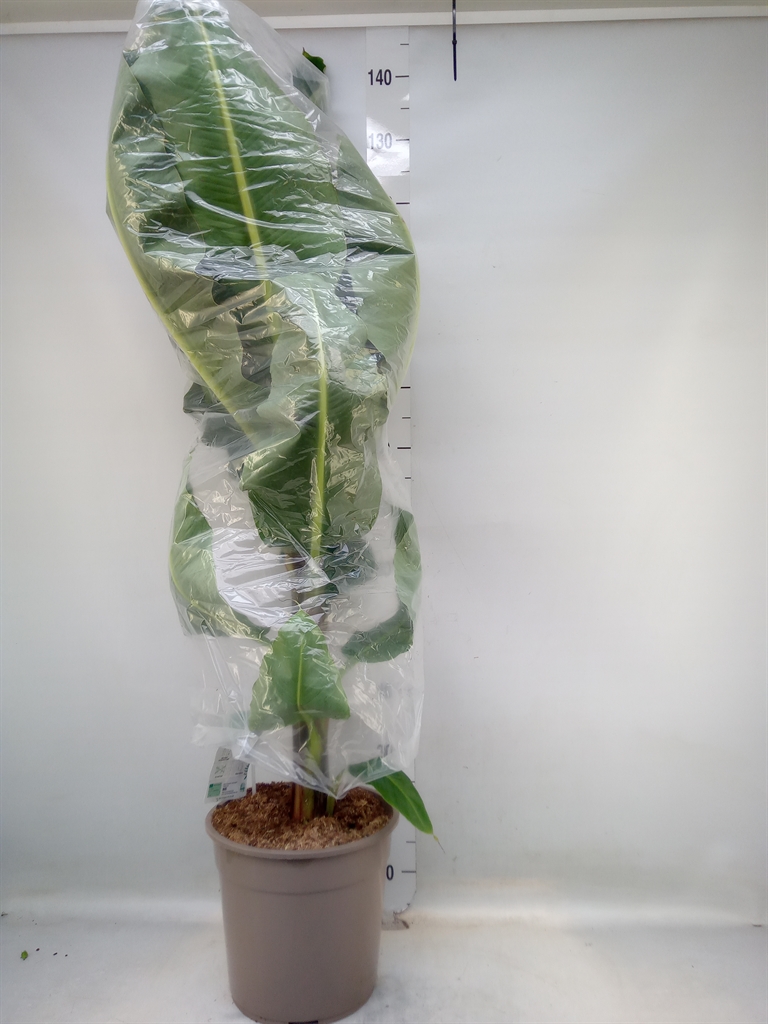 Горшечные цветы и растения оптом Musa  Dwarf Cavendish от 1шт из Голландии с доставкой по России