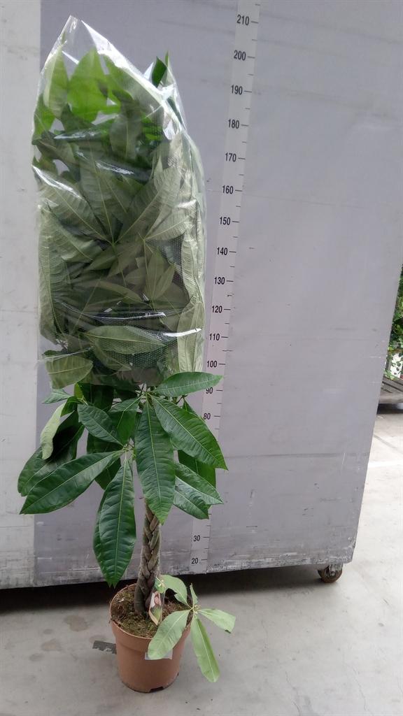 Горшечные цветы и растения оптом Pachira Aquatiqa Twisted Stem от 1шт из Голландии с доставкой по России