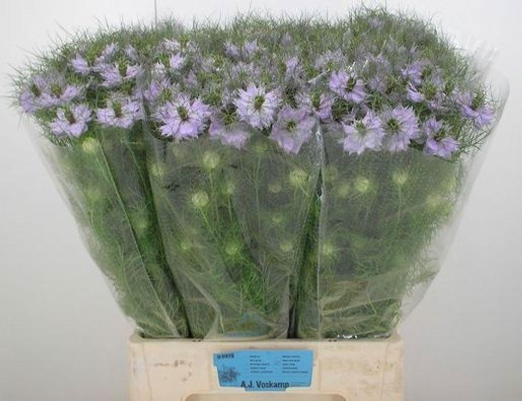 Срезанные цветы оптом Nigella baby pink от 140шт из Голландии с доставкой по России