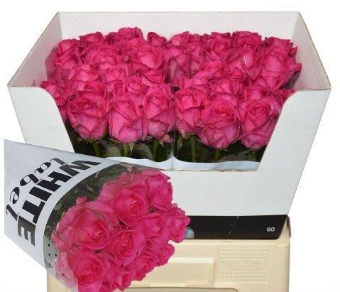 Срезанные цветы оптом Rosa large purple star от 40шт из Голландии с доставкой по России