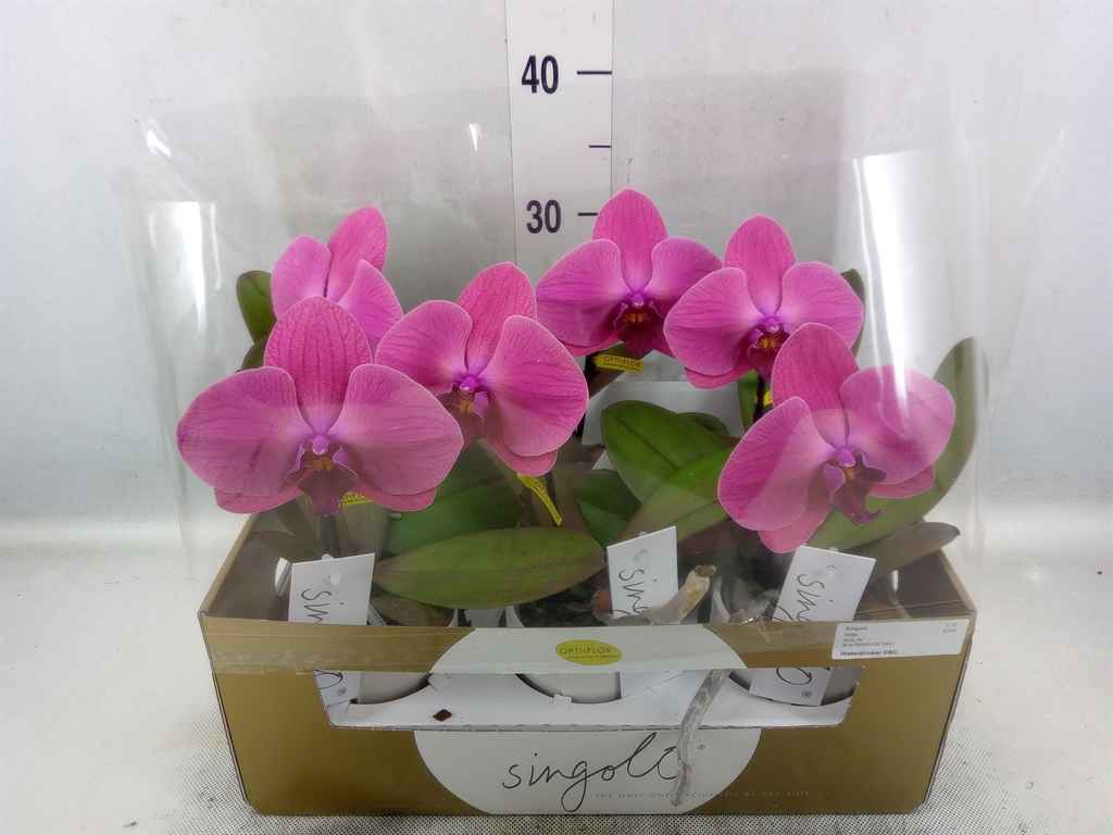 Горшечные цветы и растения оптом Phalaenopsis   ...lilac от 6шт из Голландии с доставкой по России