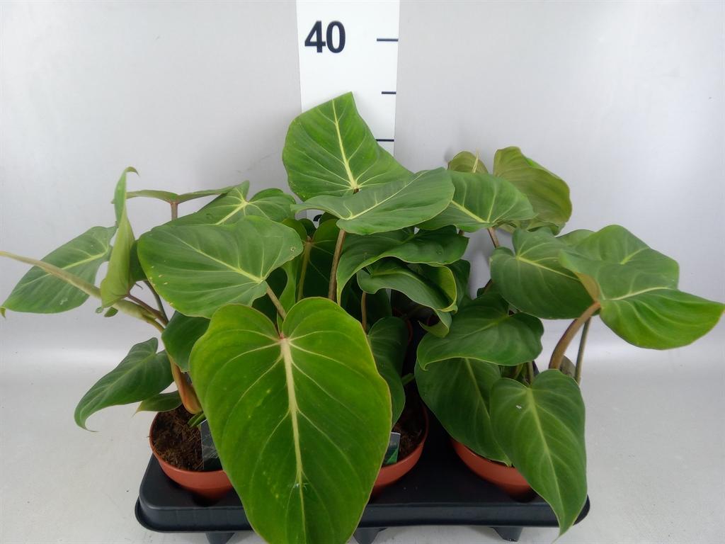 Горшечные цветы и растения оптом Philodendron Gloriosum от 6шт из Голландии с доставкой по России