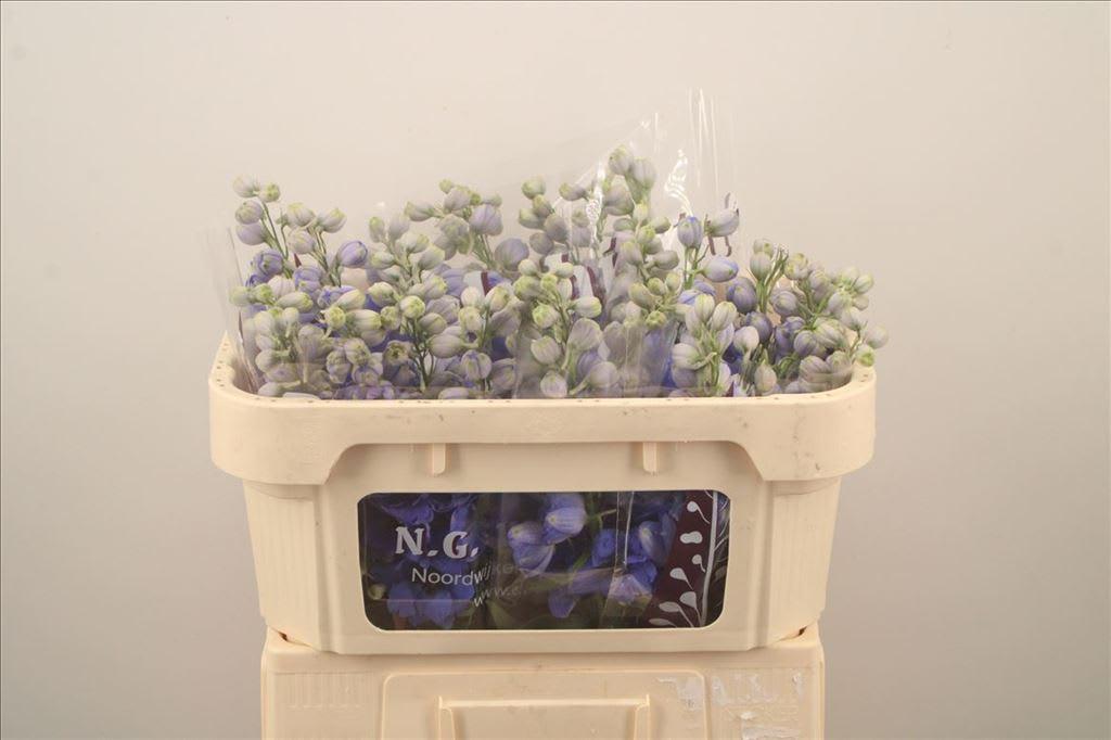 Срезанные цветы оптом Delphinium do dewi blue smile от 30шт из Голландии с доставкой по России