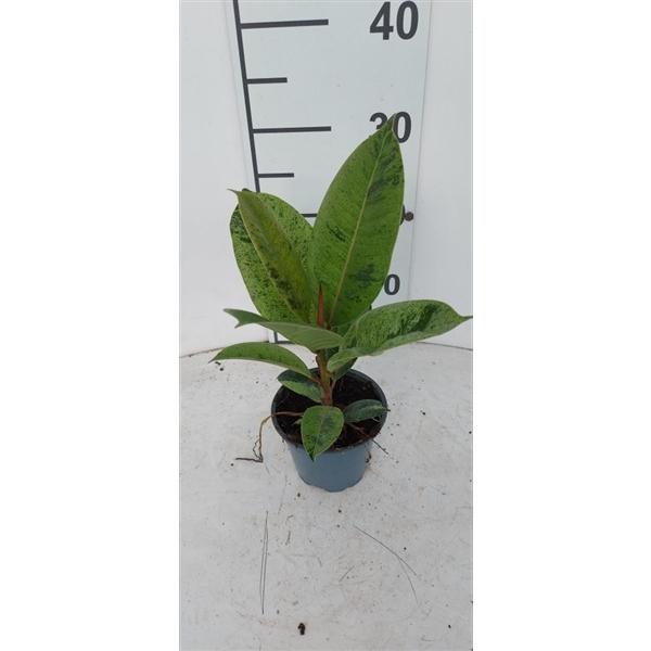 Горшечные цветы и растения оптом Ficus El  Shivereana от 12шт из Голландии с доставкой по России