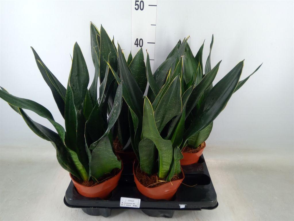 Горшечные цветы и растения оптом Sansevieria Trifa.   ... от 4шт из Голландии с доставкой по России