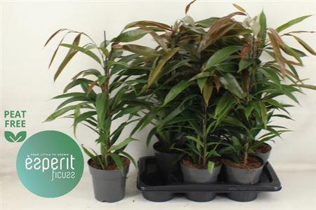 Горшечные цветы и растения оптом Fic Bin Amstel King от 6шт из Голландии с доставкой по России