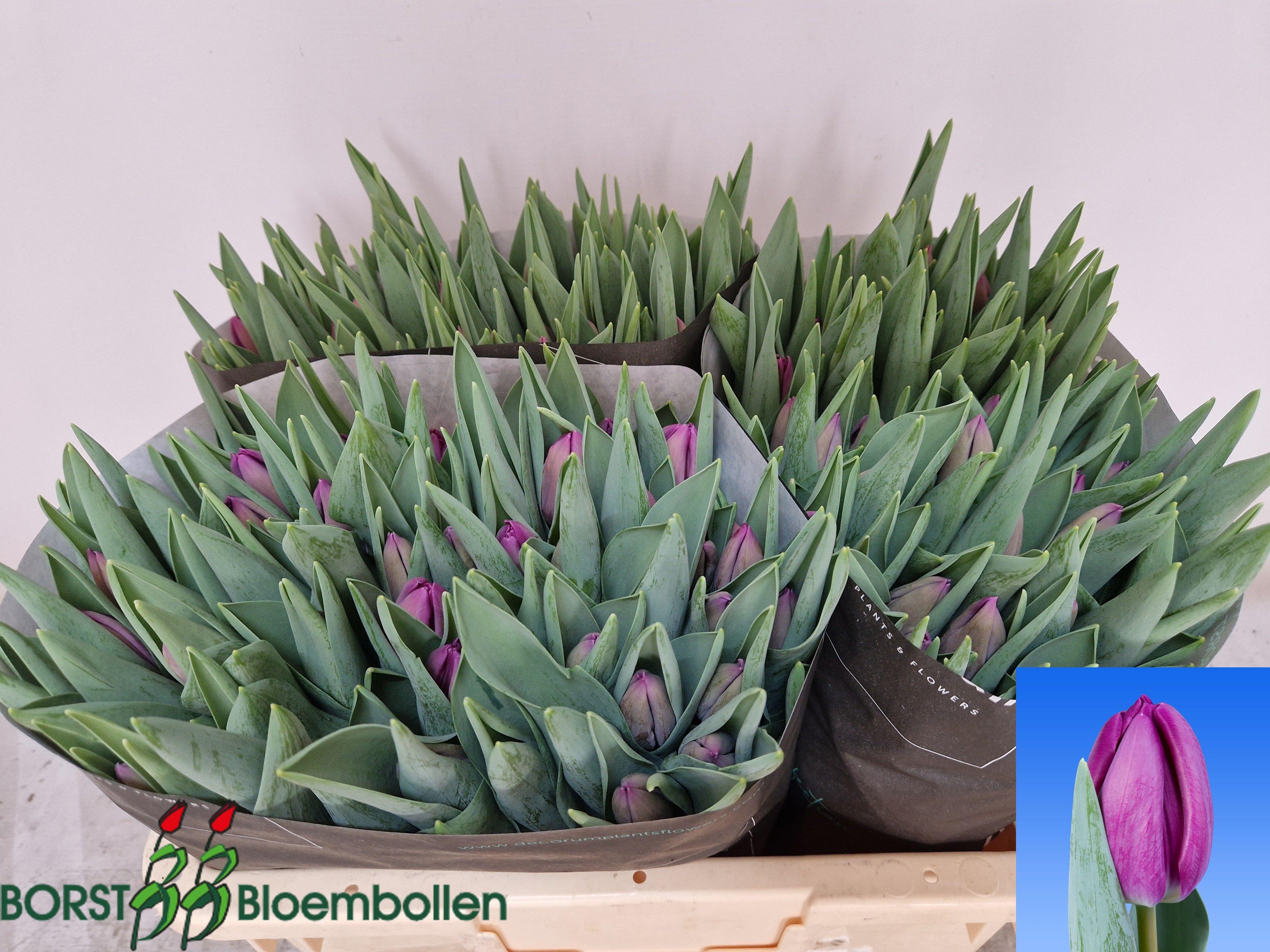 Срезанные цветы оптом Tulipa si bullit от 150шт из Голландии с доставкой по России