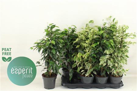 Горшечные цветы и растения оптом Ficus Be Mix от 8шт из Голландии с доставкой по России