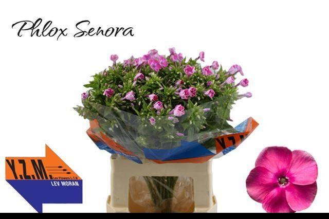 Срезанные цветы оптом Phlox senora от 50шт из Голландии с доставкой по России