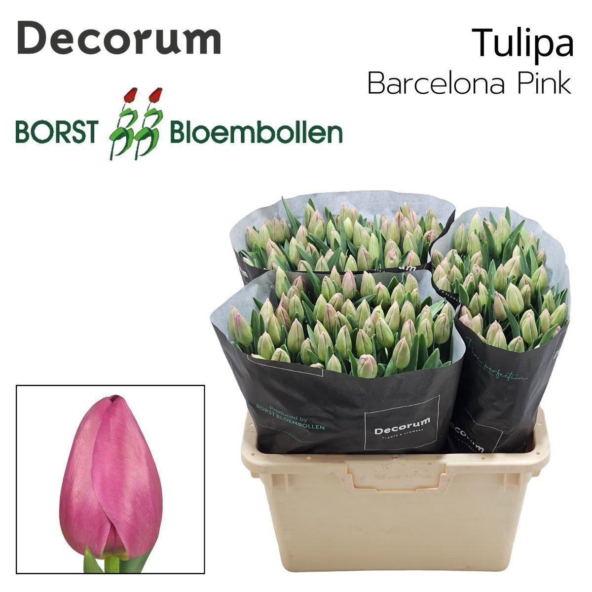 Срезанные цветы оптом Tulipa si barcelona pink от 150шт из Голландии с доставкой по России