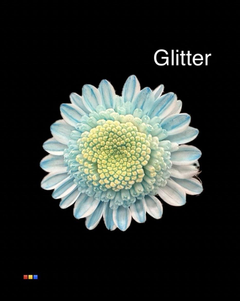 Срезанные цветы оптом Chrys sp paint stallion pastel blue + glitter от 60шт из Голландии с доставкой по России