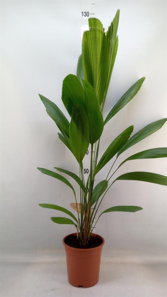 Горшечные цветы и растения оптом Licuala от 1шт из Голландии с доставкой по России