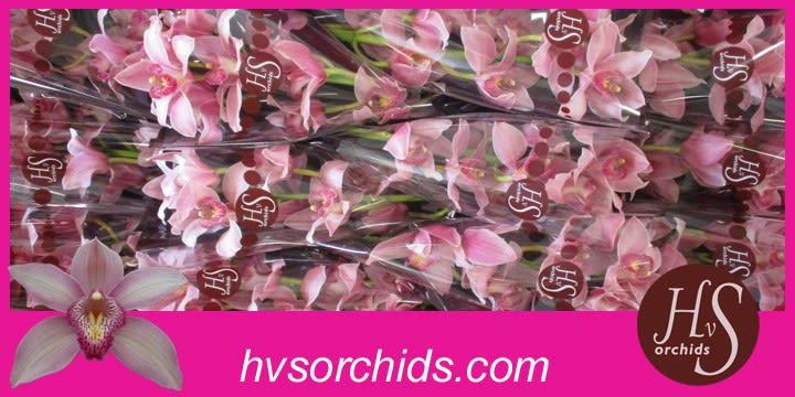 Срезанные цветы оптом Cymbidium pink elliot rogers C290 от 12шт из Голландии с доставкой по России