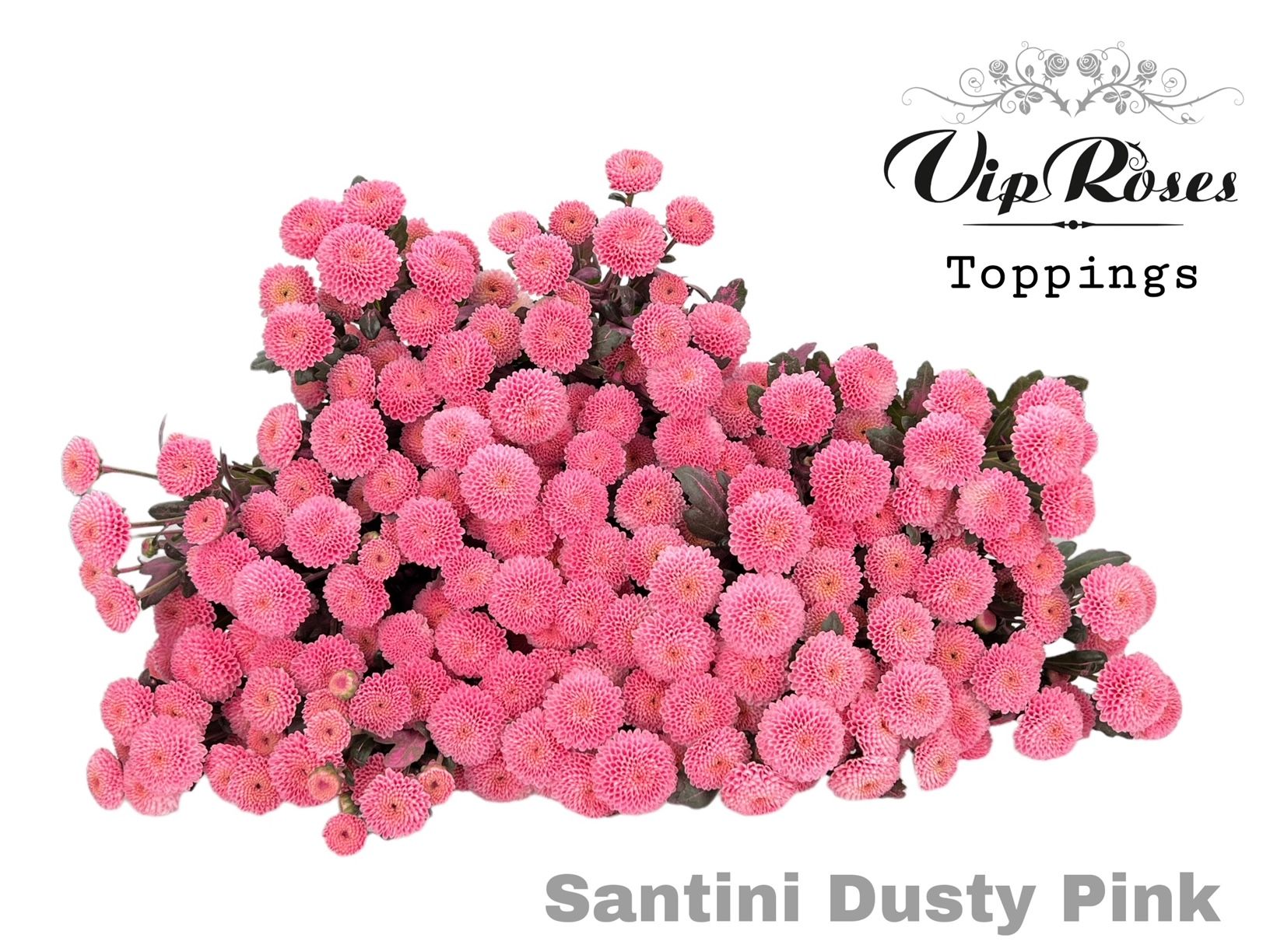 Срезанные цветы оптом Chrys bl paint topspin dusty pink от 50шт из Голландии с доставкой по России