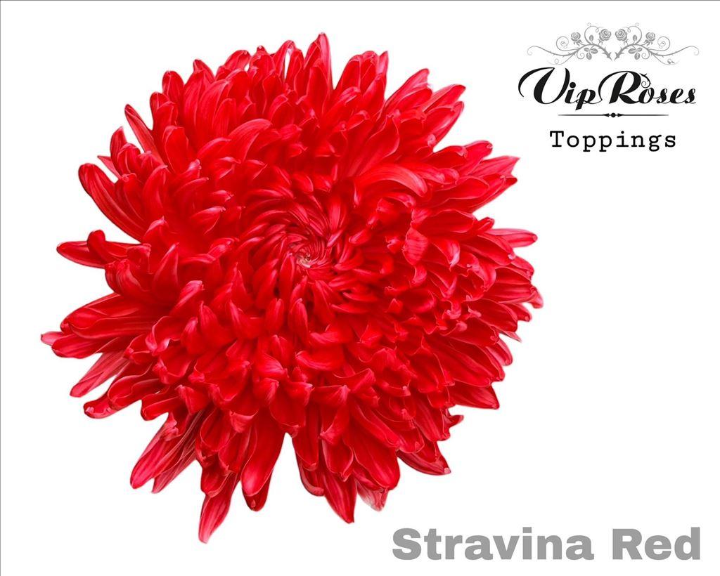 Срезанные цветы оптом Chrys bl paint stravina red от 20шт из Голландии с доставкой по России
