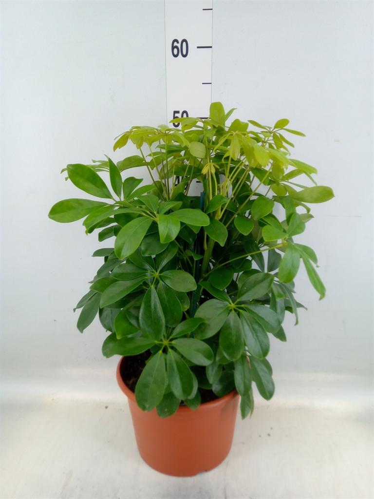 Горшечные цветы и растения оптом Schefflera Nora 3pp от 1шт из Голландии с доставкой по России