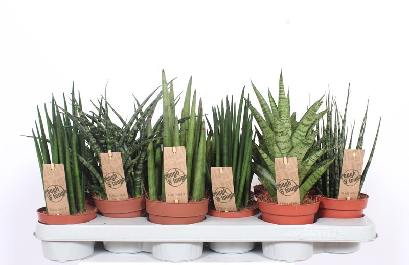 Горшечные цветы и растения оптом Sansevieria Luxe Mix от 12шт из Голландии с доставкой по России