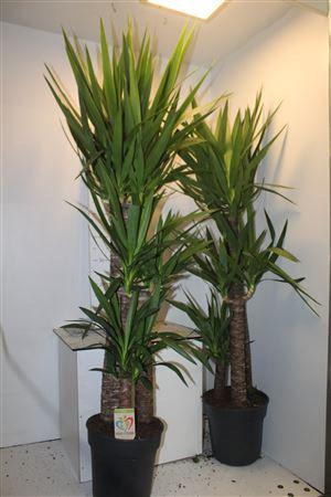 Горшечные цветы и растения оптом Yucca 90-60-30 Cm от 1шт из Голландии с доставкой по России
