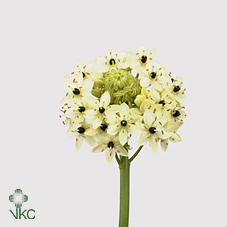 Срезанные цветы оптом Ornithogalum saundersiae от 80шт из Голландии с доставкой по России