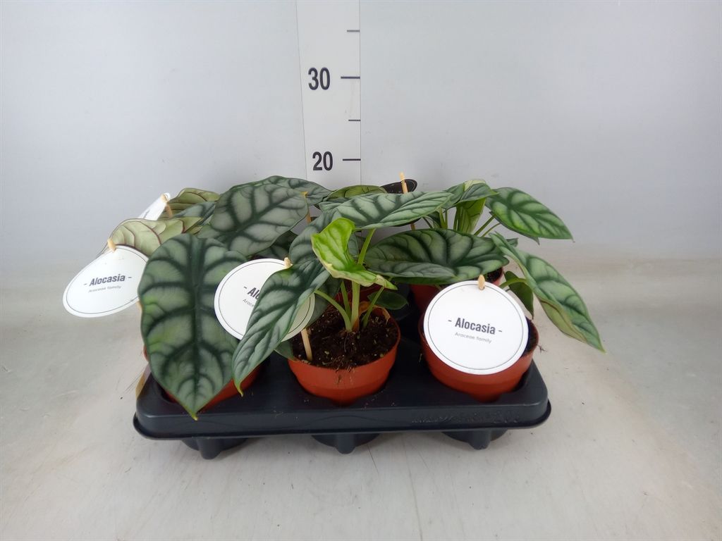 Горшечные цветы и растения оптом Alocasia   ... от 6шт (для телеги) из Голландии с доставкой по России