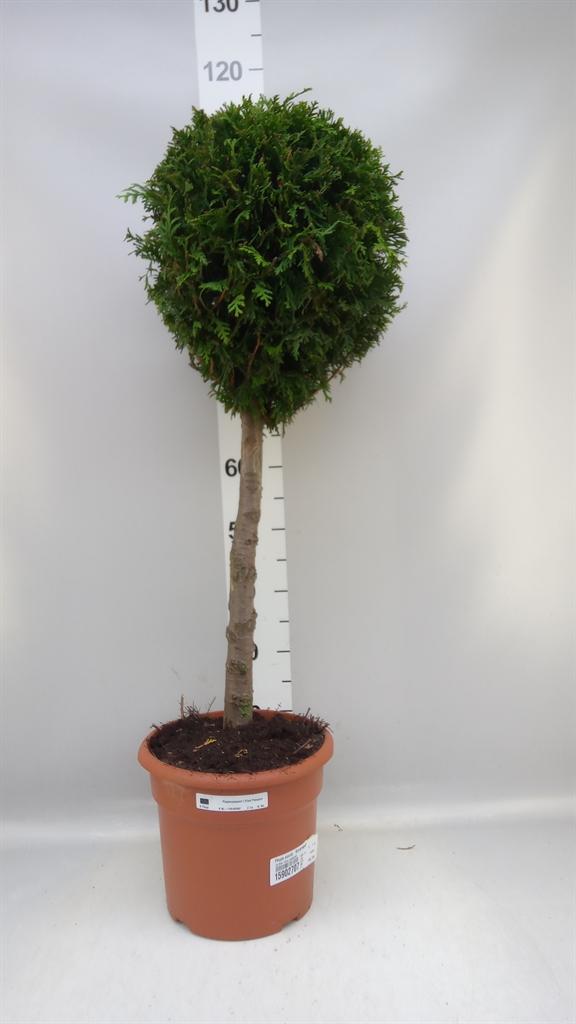 Горшечные цветы и растения оптом Thuja Occid. smaragd A от 1шт из Голландии с доставкой по России
