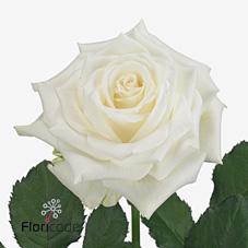 Срезанные цветы оптом Rosa large alpe dhuez от 80шт из Голландии с доставкой по России