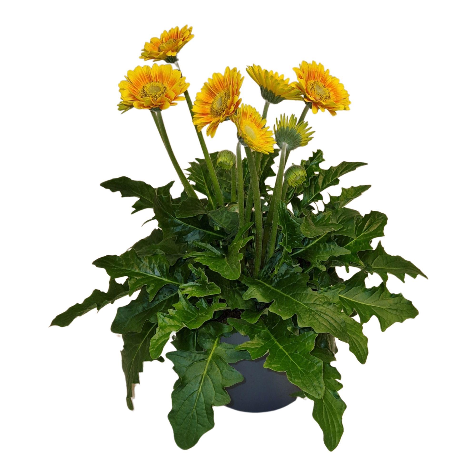 Горшечные цветы и растения оптом Gerbera Garvinea Sweet Blaze Pot 23cm от 1шт (для телеги) из Голландии с доставкой по России