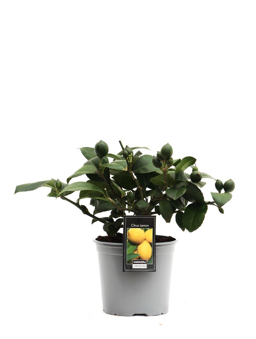 Горшечные цветы и растения оптом Citrus Lemon On Stem от 6шт (для телеги) из Голландии с доставкой по России
