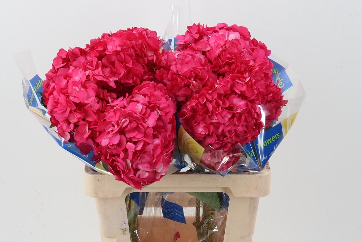 Срезанные цветы оптом Hydrangea rasp berry giant от 10шт из Голландии с доставкой по России