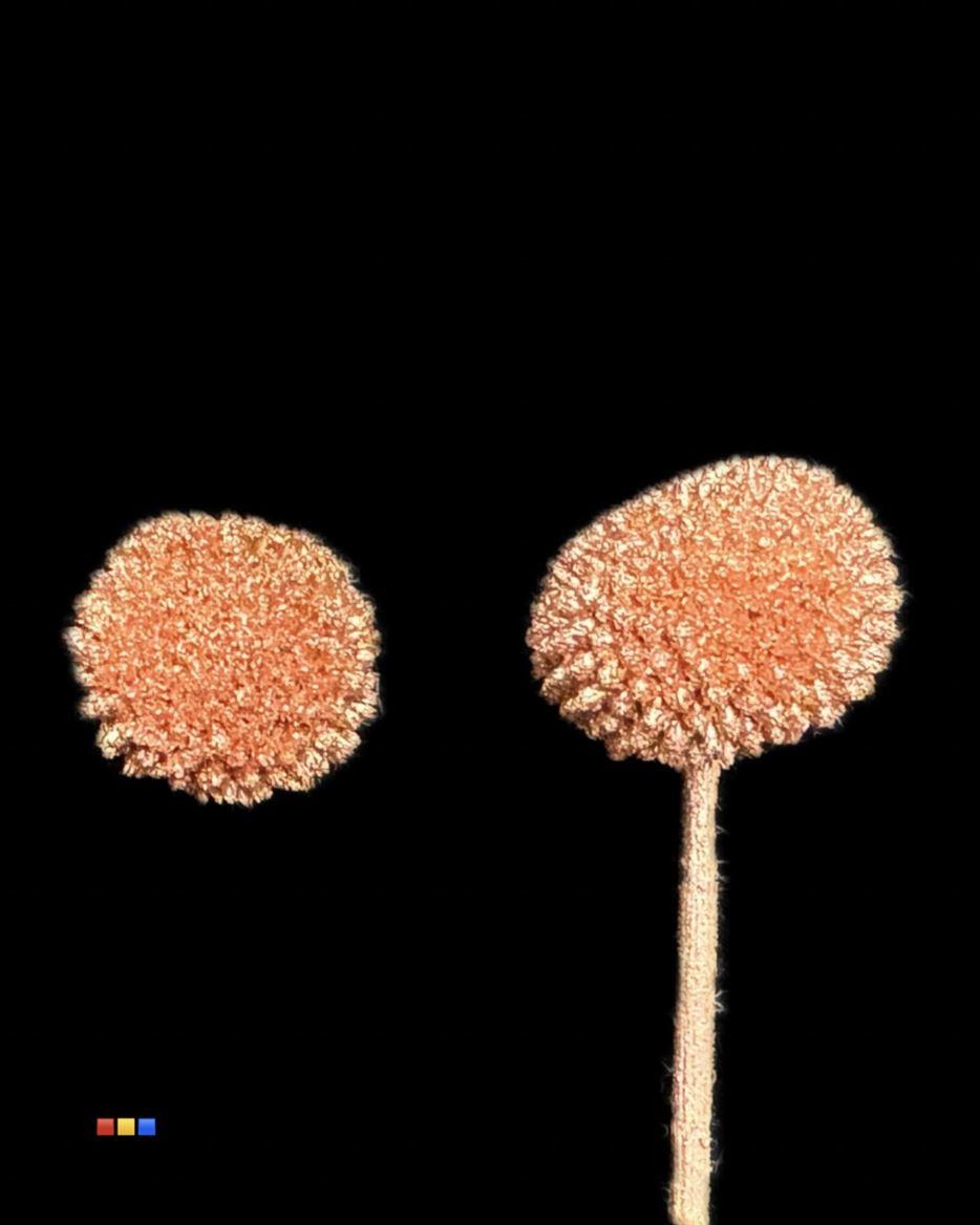 Срезанные цветы оптом Craspedia paint copper от 100шт из Голландии с доставкой по России