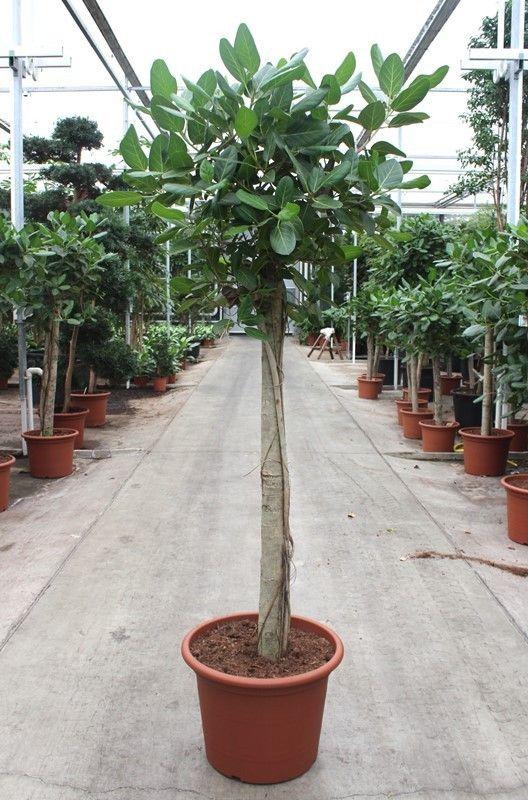 Горшечные цветы и растения оптом Ficus Benghalensis On Stem от 1шт из Голландии с доставкой по России