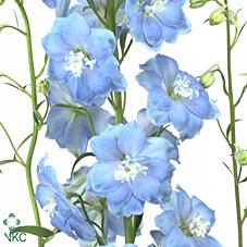 Срезанные цветы оптом Delphinium el dewi boy от 30шт из Голландии с доставкой по России