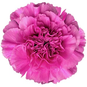 Срезанные цветы оптом Dianthus st farida от 240шт из Голландии с доставкой по России